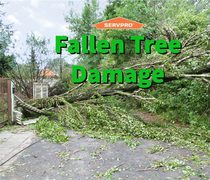 Property damage caused by a fallen tree