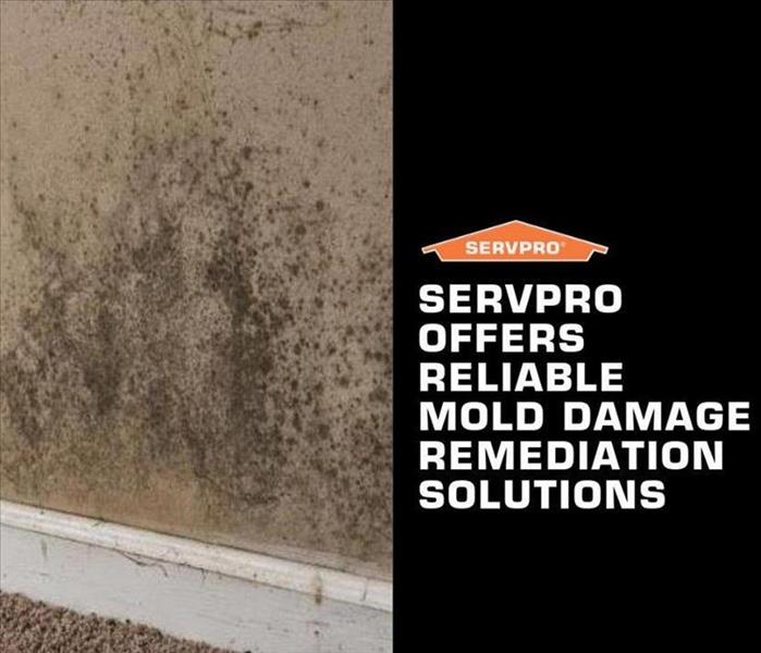 Wall with mold present, servpro logo, SERVPRO offers reliable mold damage remediation solutions